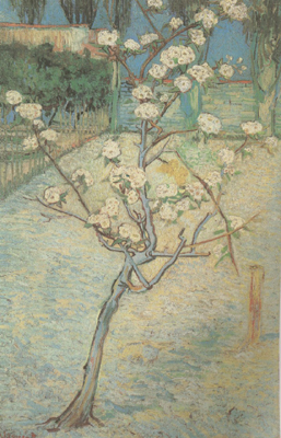 Vincent Van Gogh Blossoming Pear Tree (nn04)